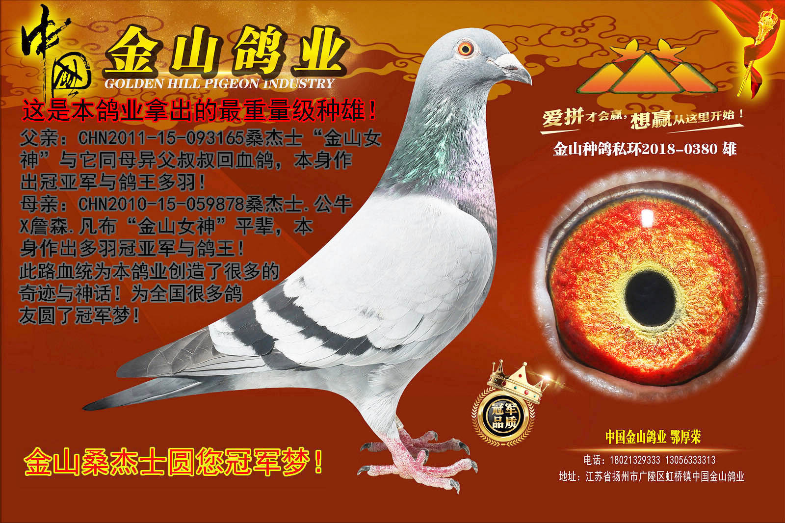 中国金山鸽业鄂厚荣图片