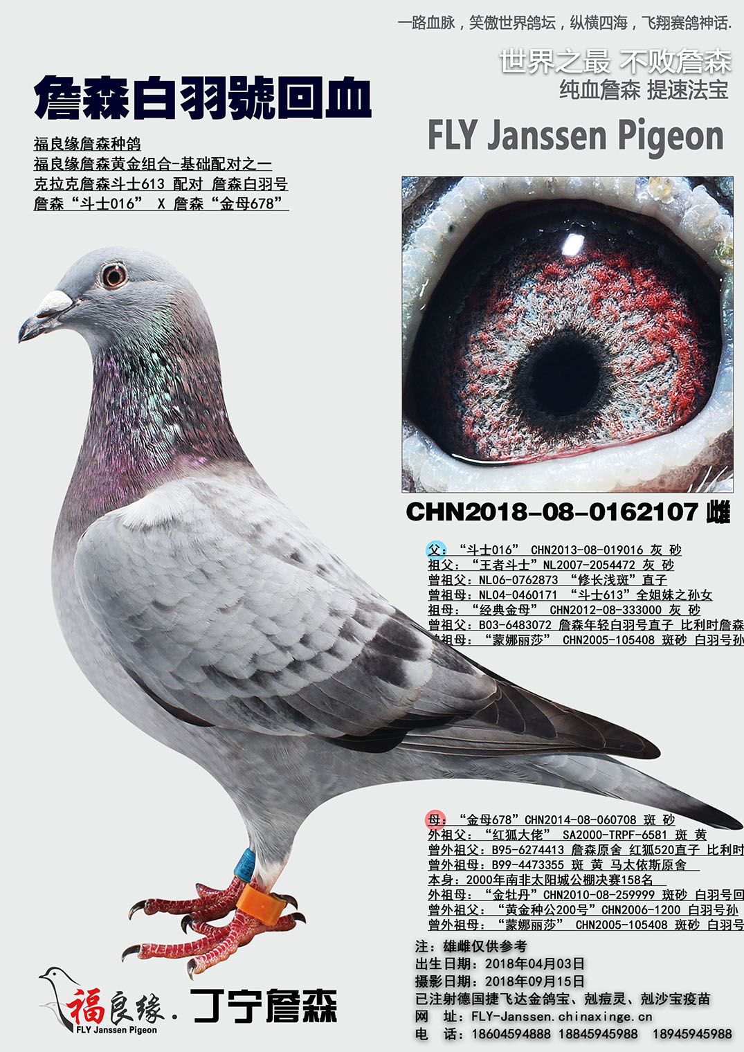 信鸽在线拍卖平台 - 中国信鸽信息网