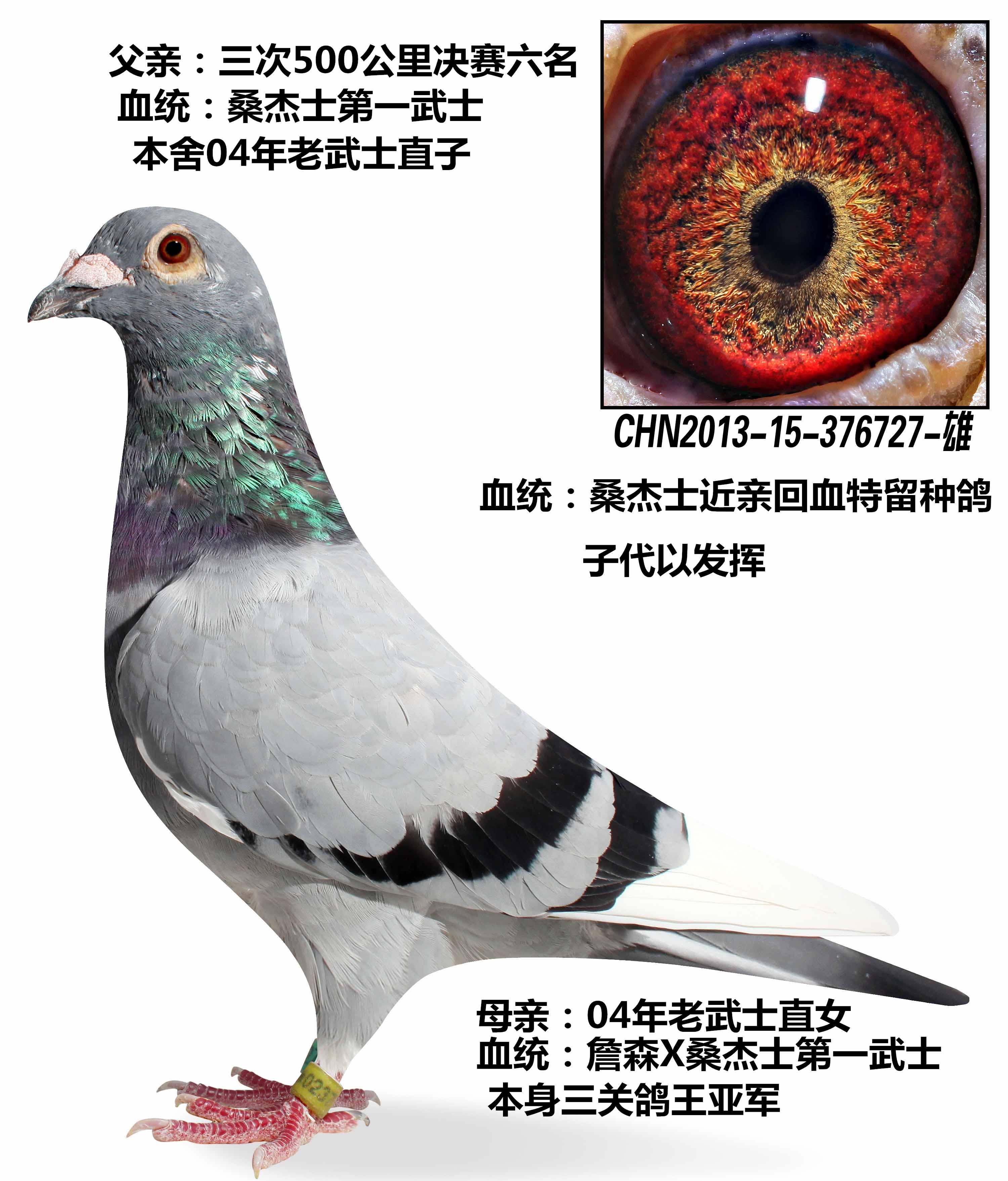信鸽在线拍卖平台 - 中国信鸽信息网