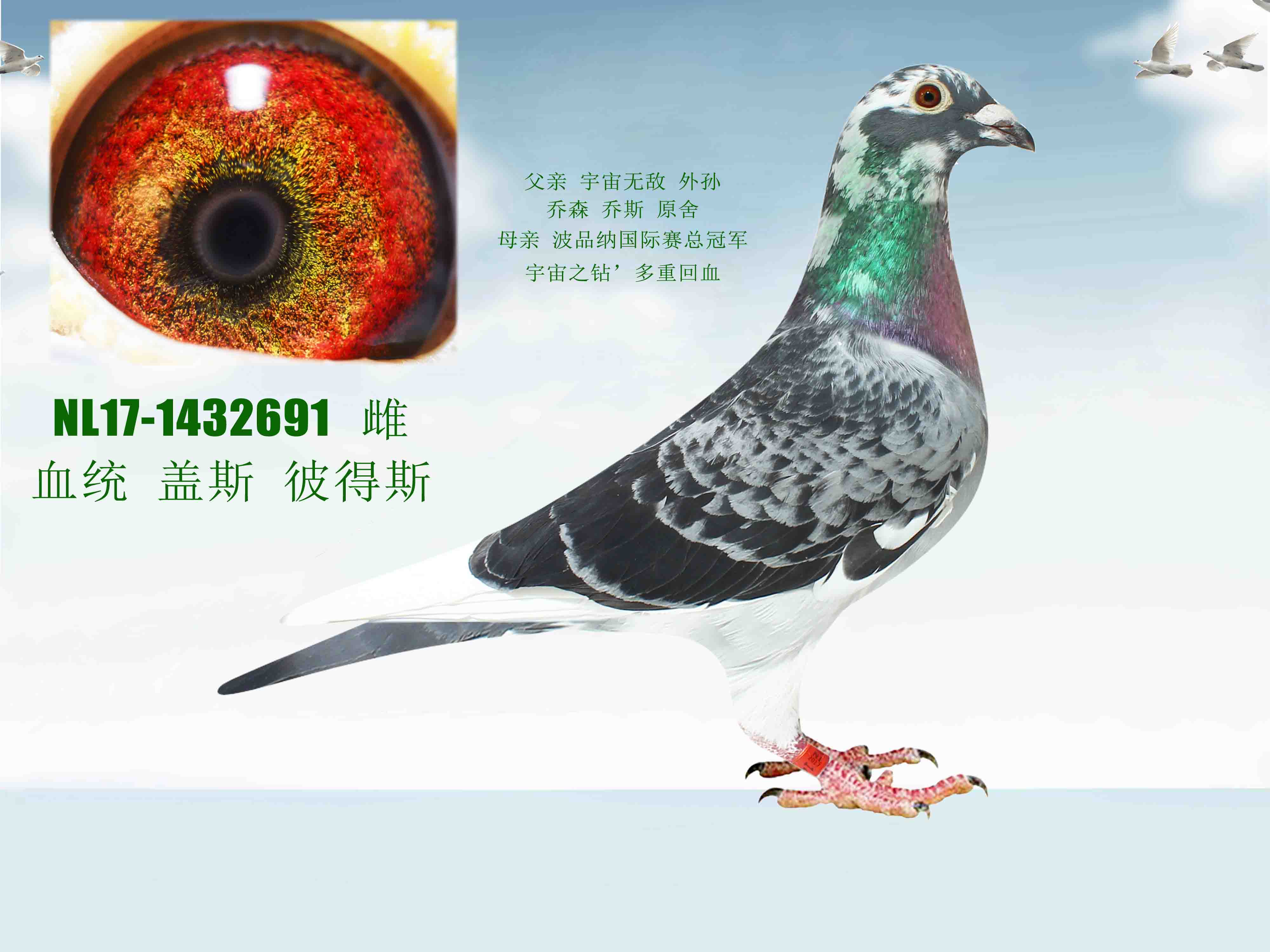 信鸽在线拍卖平台 - 中国信鸽信息网