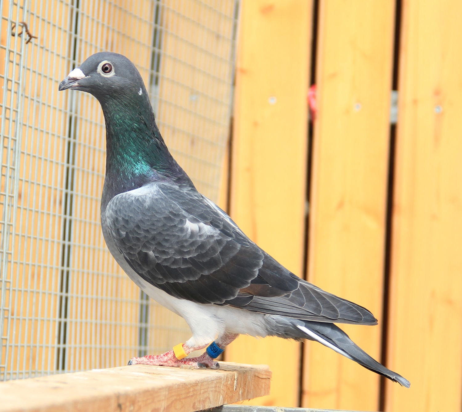 >> 查看拍卖商品