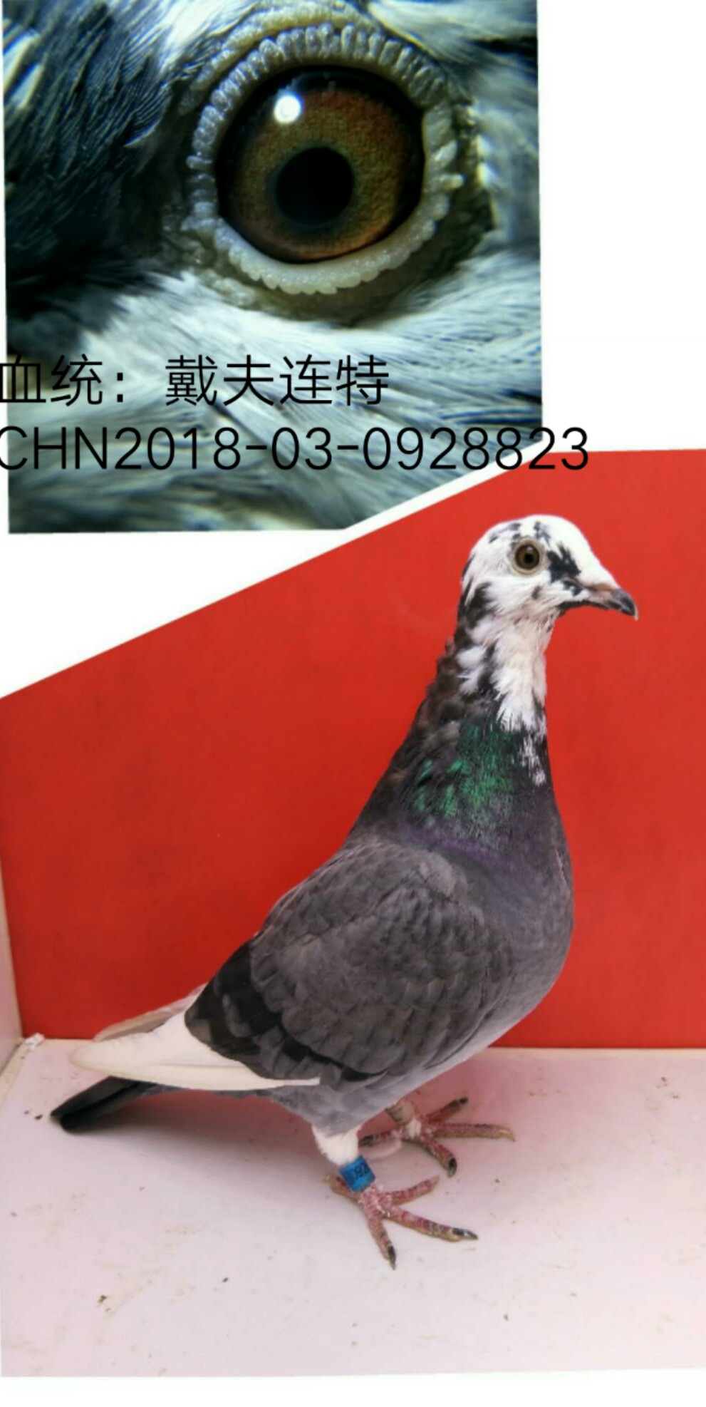 信鸽在线拍卖平台 - 中国信鸽信息网