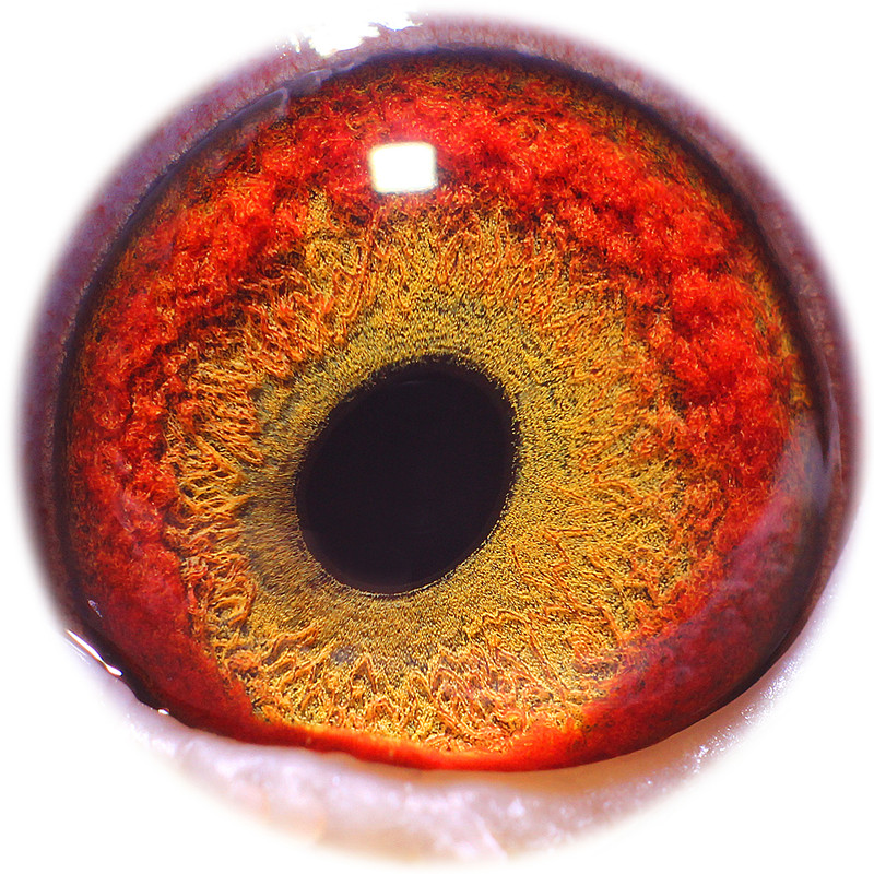 信鸽在线拍卖平台 - 中国信鸽信息网