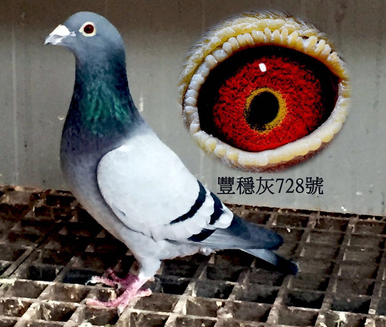 李春龙京都灰信鸽图片图片
