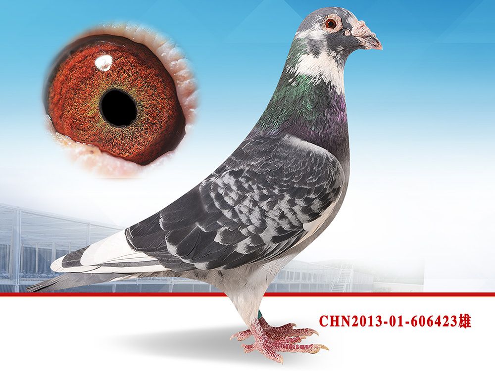 >> 查看拍卖商品