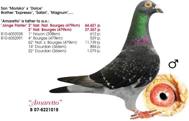 信鸽在线拍卖平台 - 中国信鸽信息网