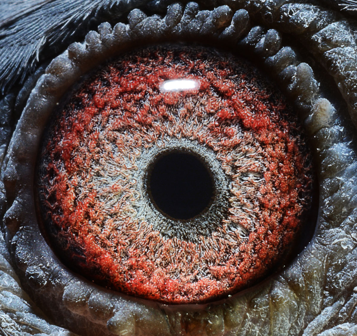 >> 查看拍卖商品