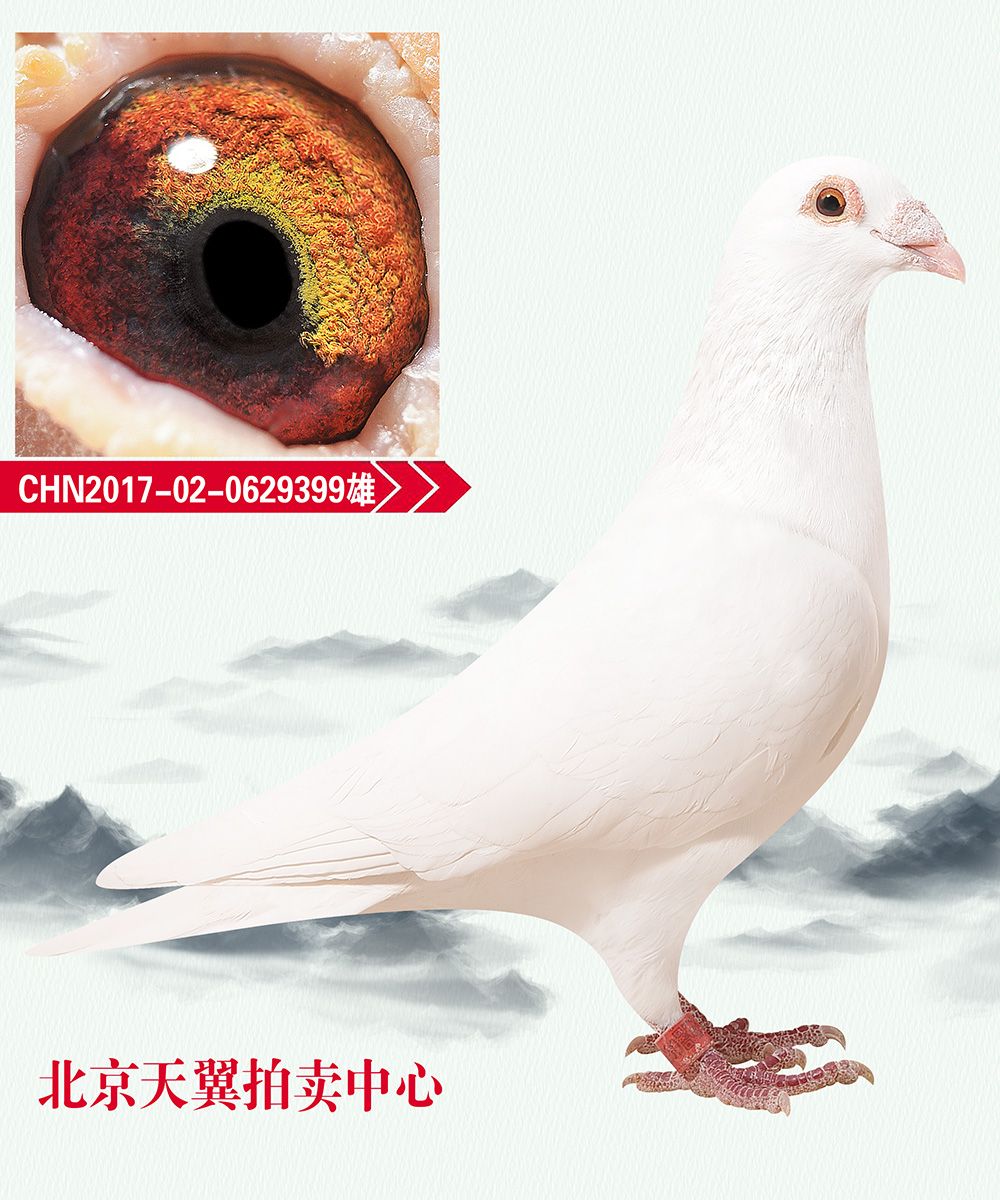 信鸽在线拍卖平台 - 中国信鸽信息网