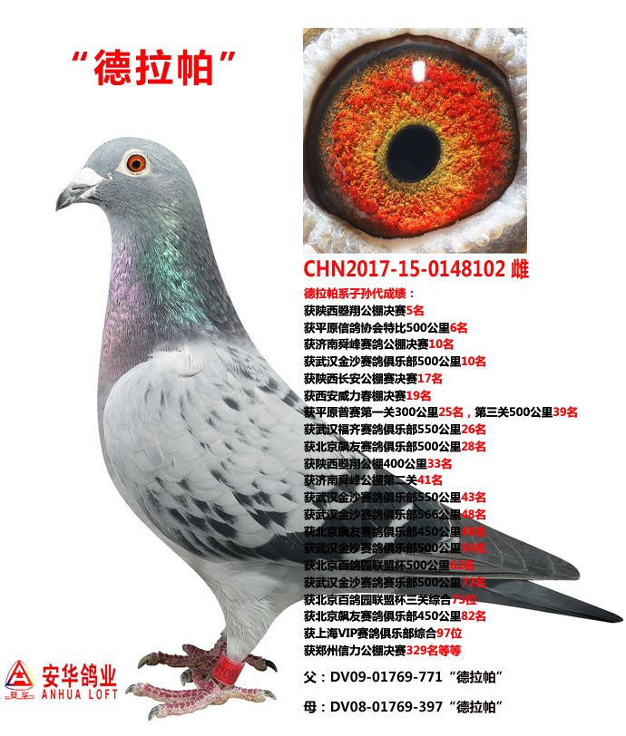 山东安华鸽业 - 中信网铭鸽展厅 www.ag188.com