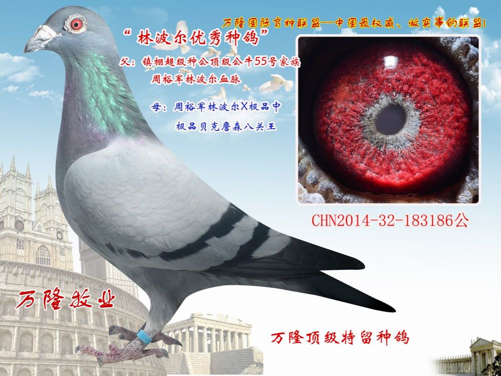 信鸽在线拍卖平台 - 中国信鸽信息网