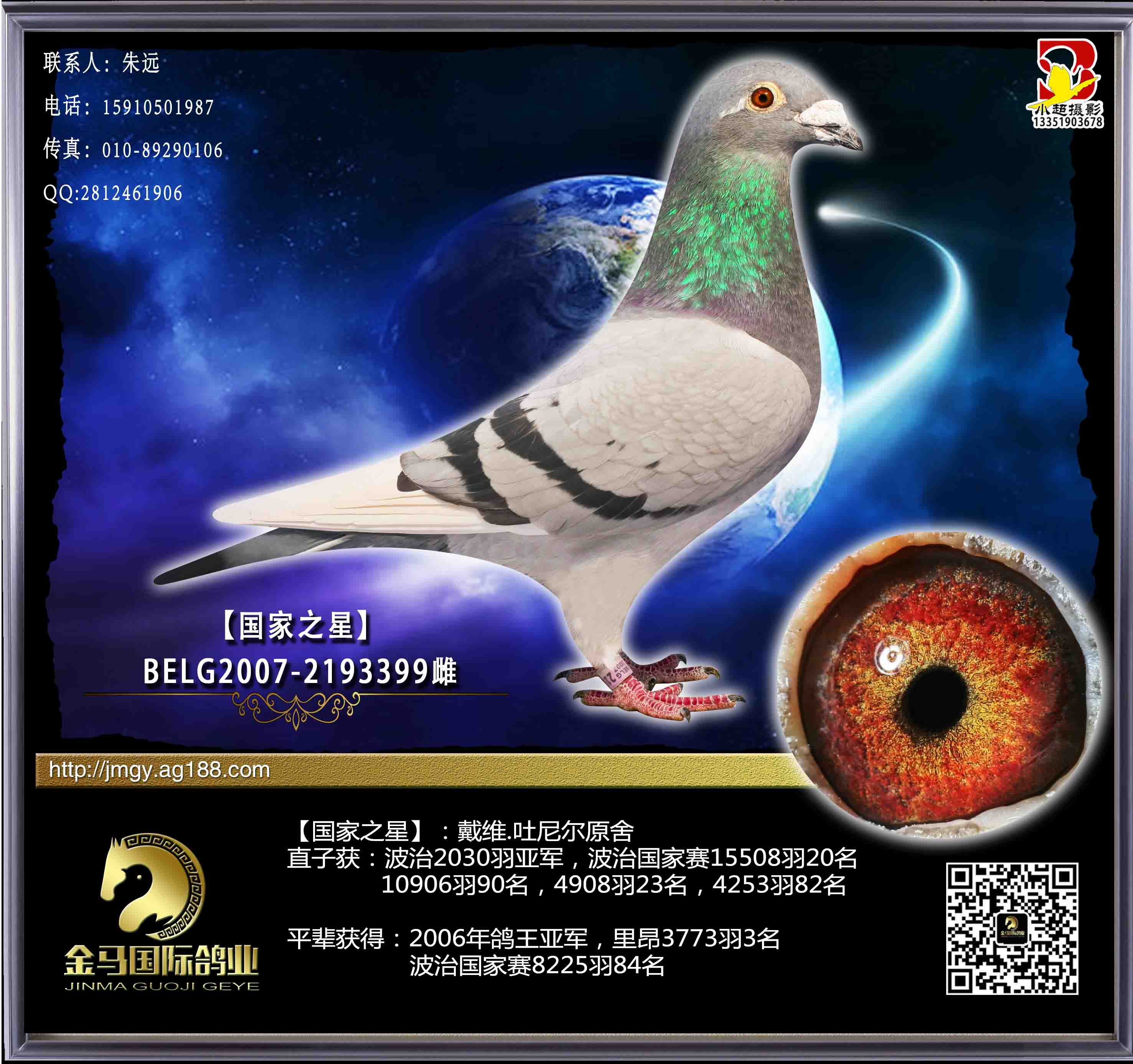 北京金马国际鸽业图片