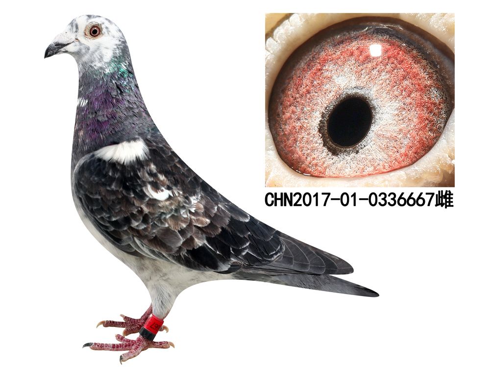 全部清棚拍卖,一羽不留!