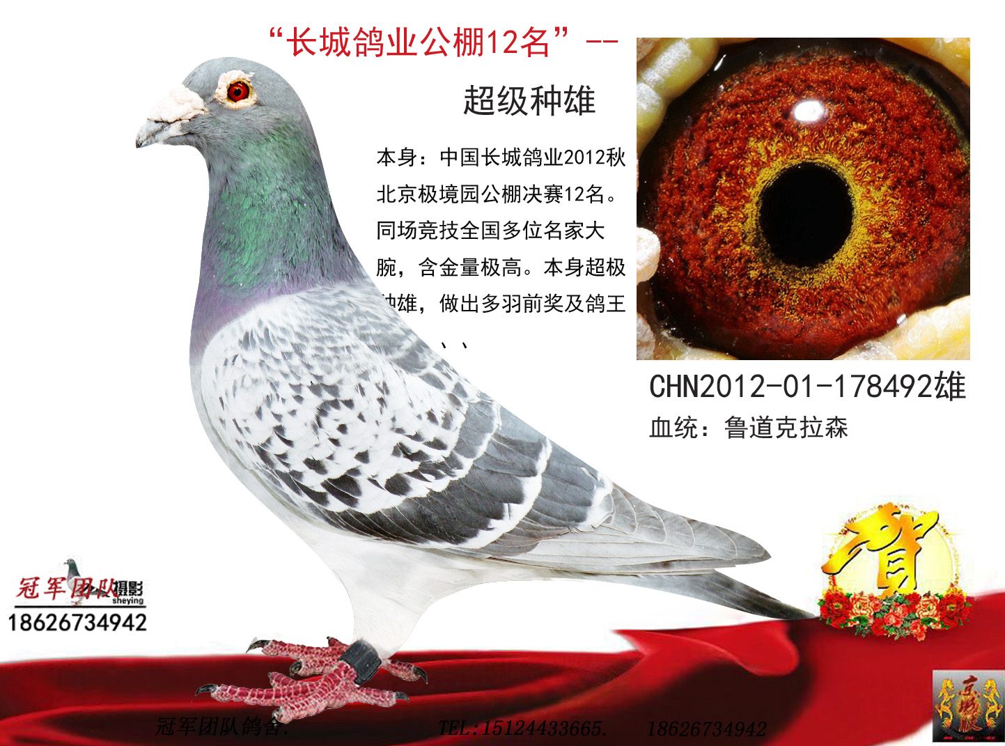 雄鸽父亲--长城鸽业公棚
