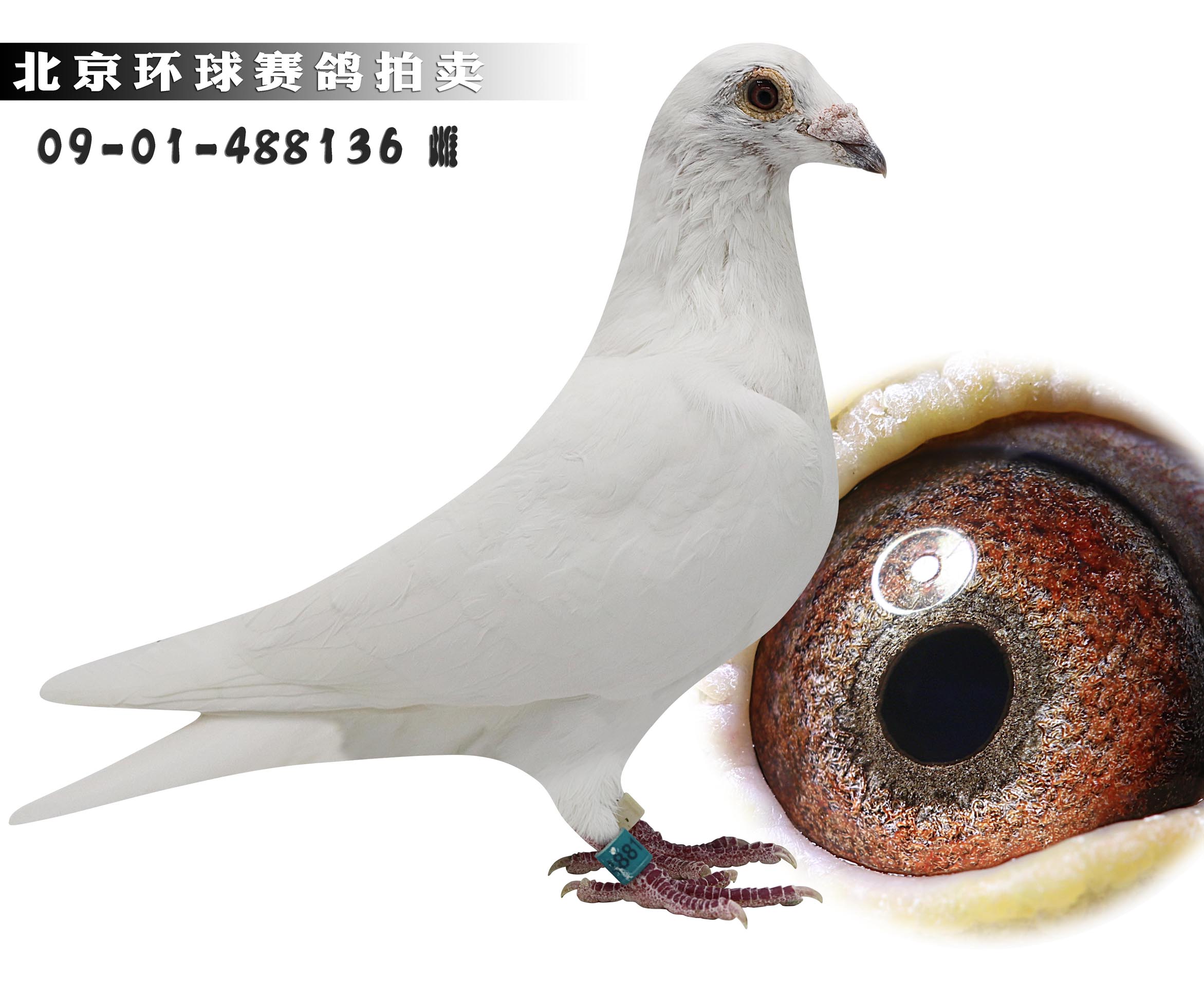 信鸽拍卖首页 拍卖专题 >> 查看拍卖商品   村松白血系  超级种鸽