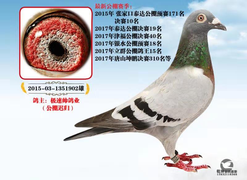 极速帅鸽舍 - 中信网铭鸽展厅 www.ag188.com