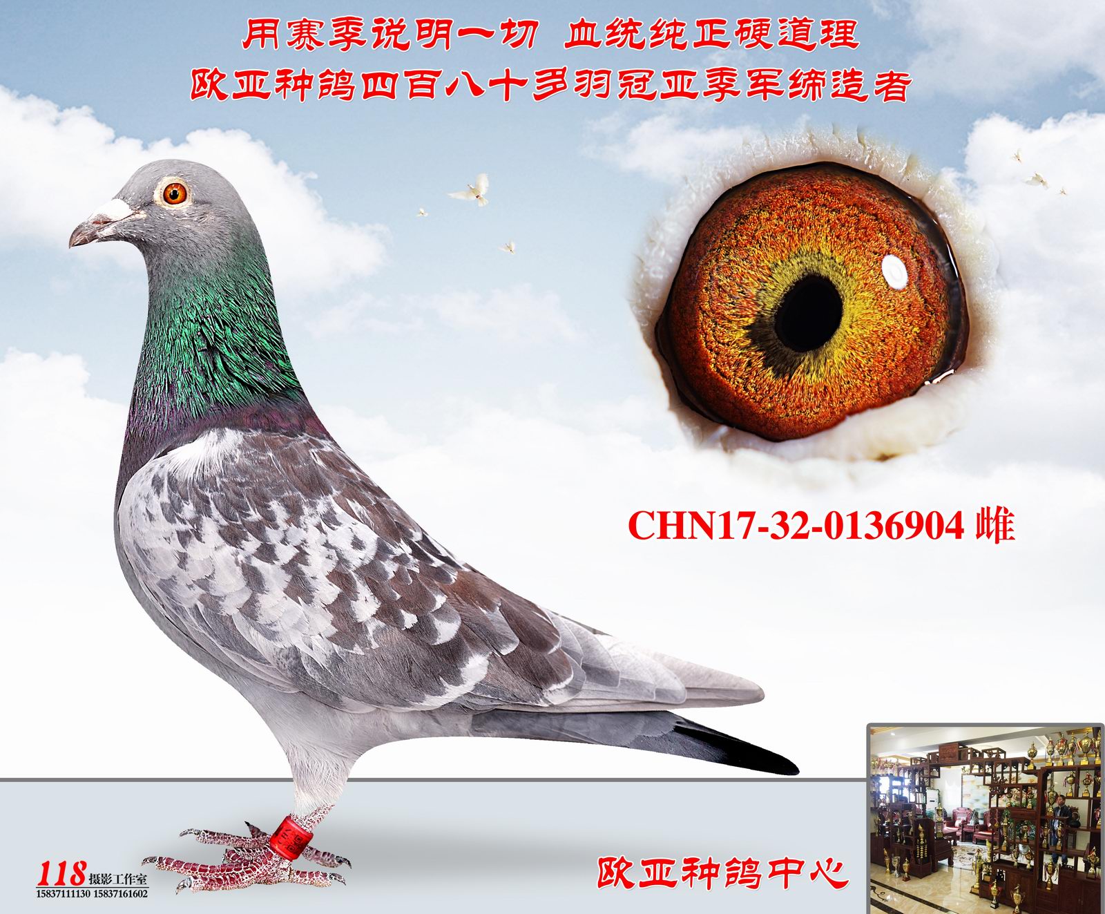 信鸽拍卖首页 拍卖专题 >> 查看拍卖商品