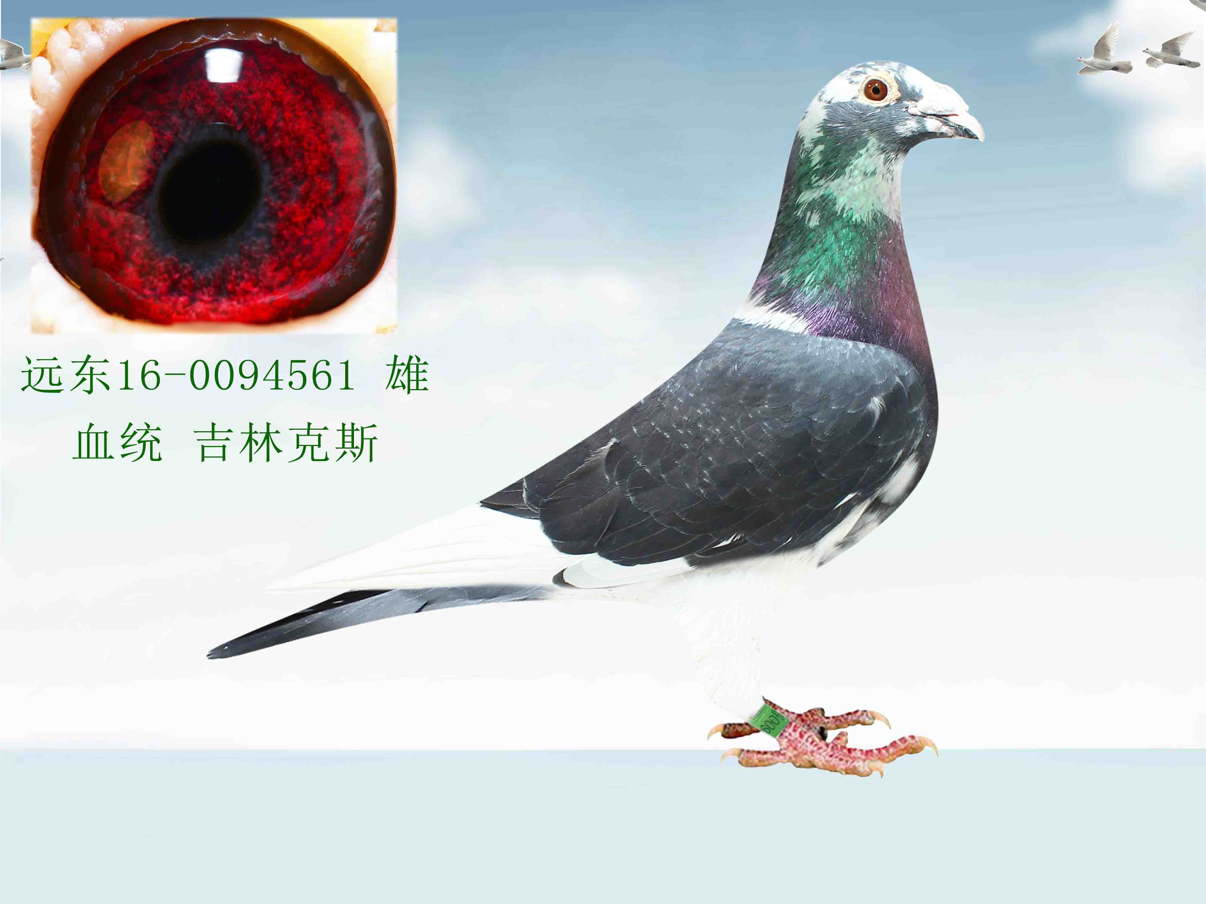 信鸽在线拍卖平台 - 中国信鸽信息网