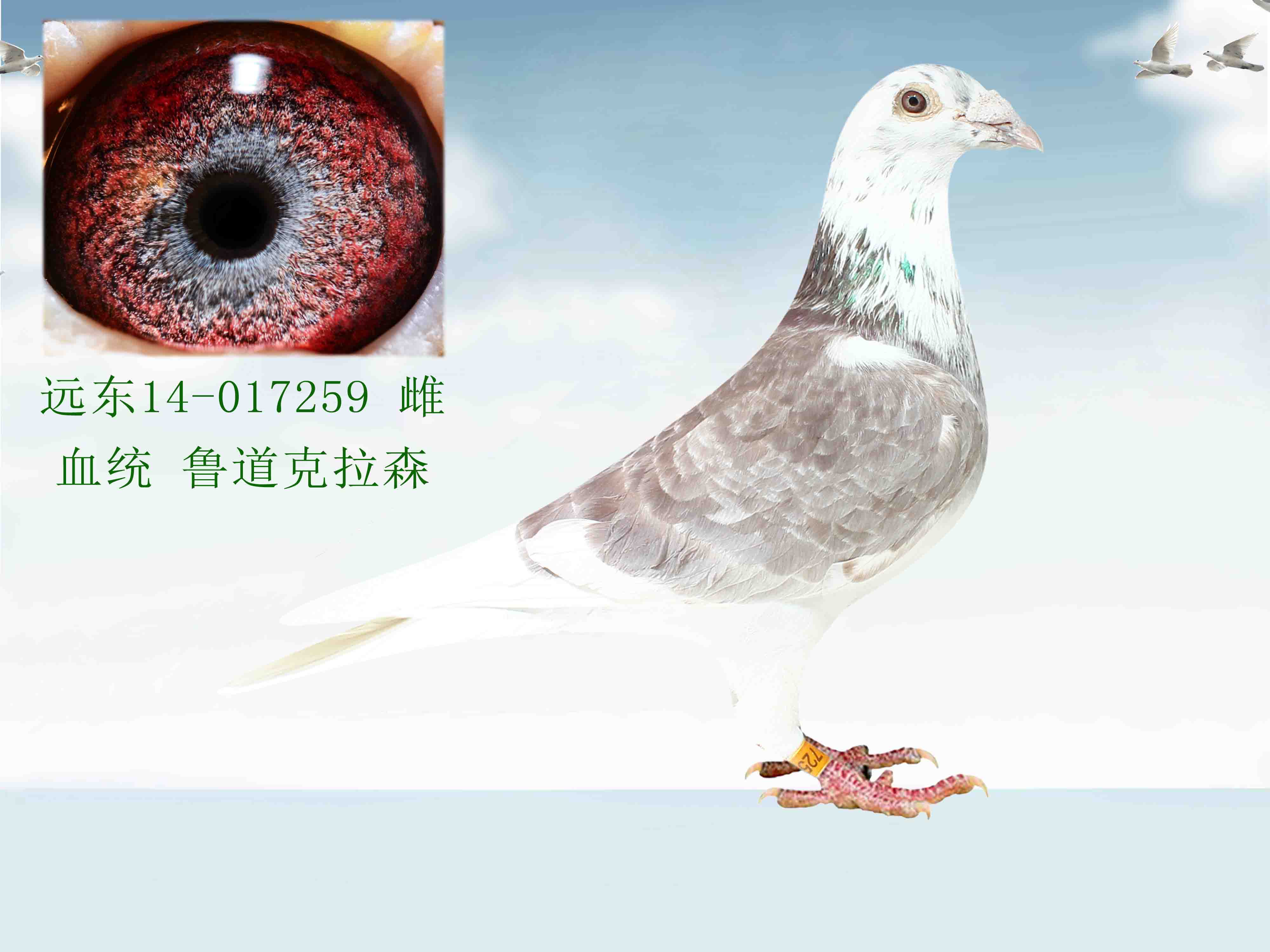 信鸽在线拍卖平台 - 中国信鸽信息网