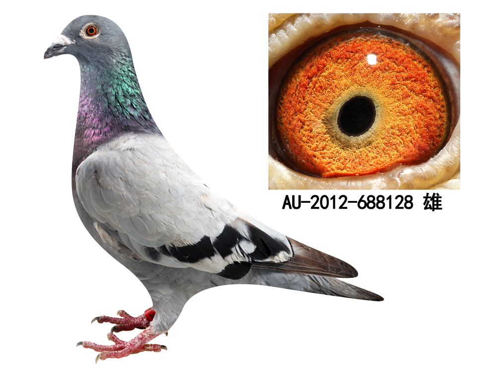 >> 查看拍卖商品