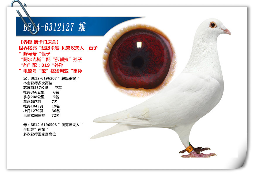 >> 查看拍卖商品