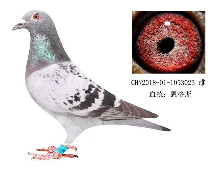 >> 查看拍卖商品
