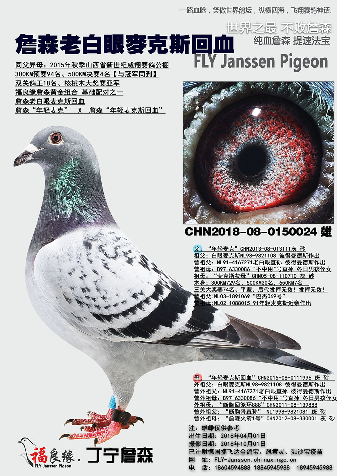 信鸽在线拍卖平台 - 中国信鸽信息网