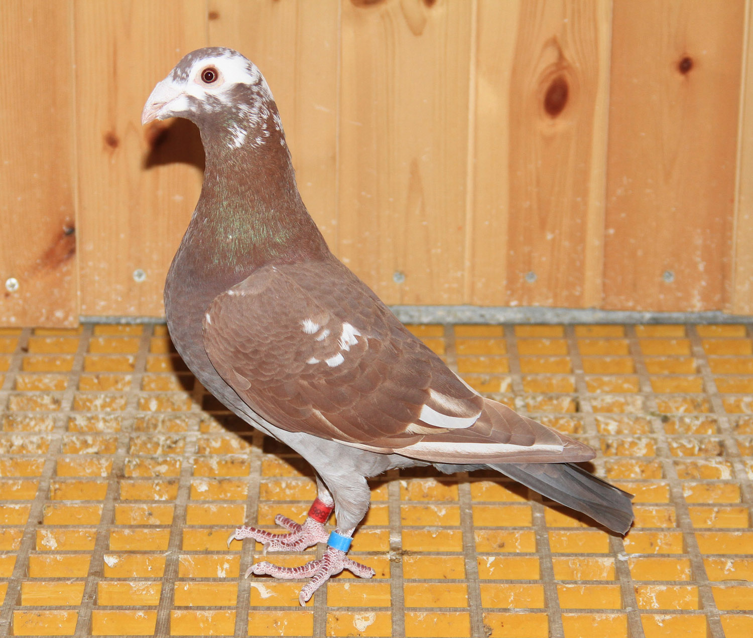 信鸽在线拍卖平台 - 中国信鸽信息网