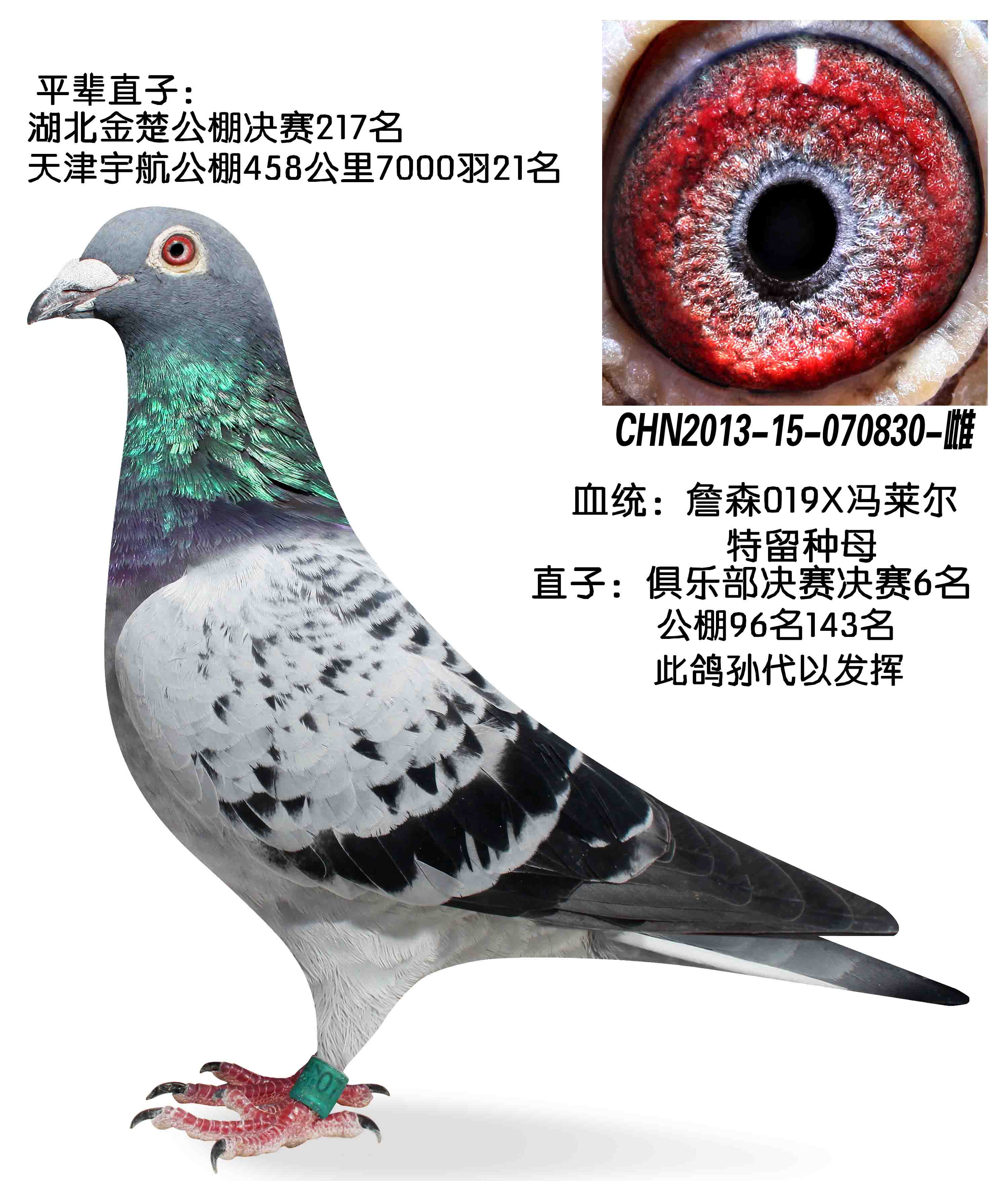信鸽在线拍卖平台 - 中国信鸽信息网