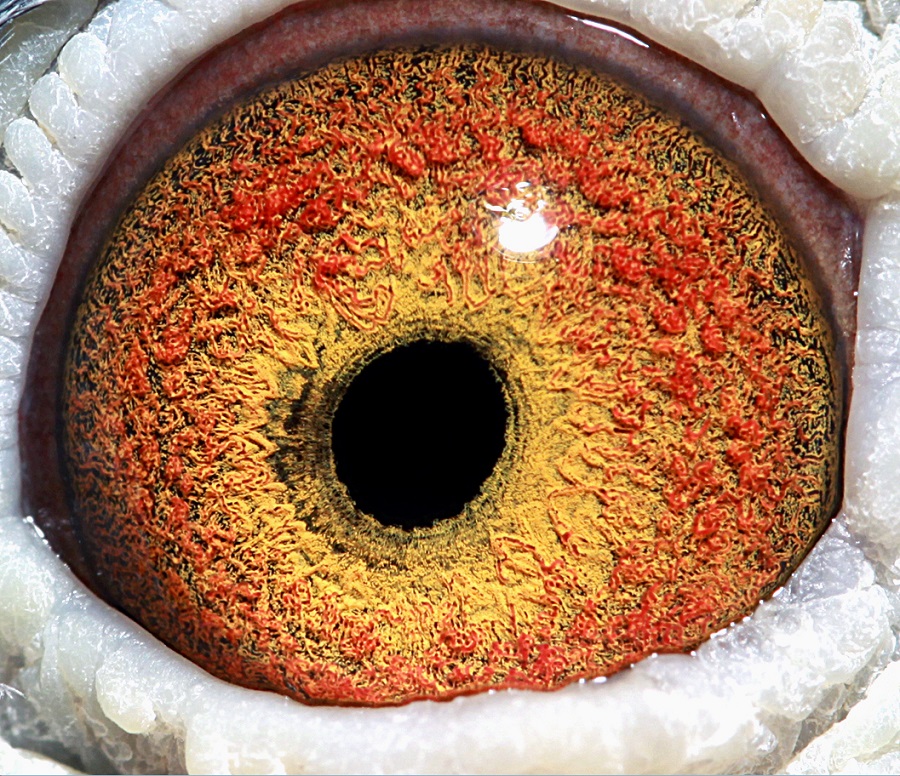 >> 查看拍卖商品