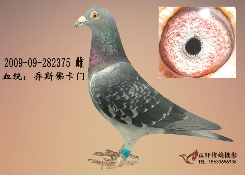 >> 查看拍卖商品