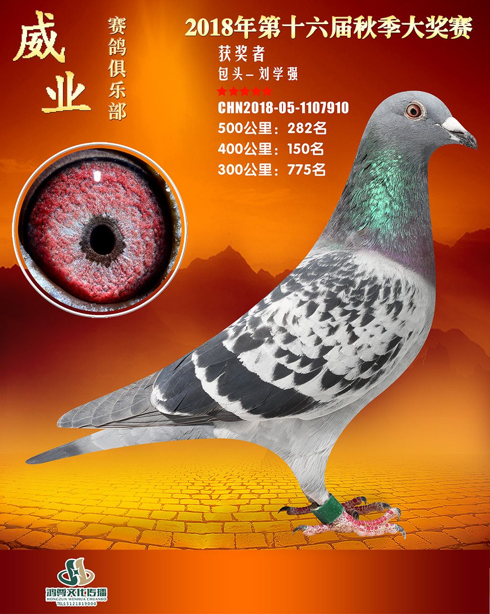 信鸽在线拍卖平台 - 中国信鸽信息网