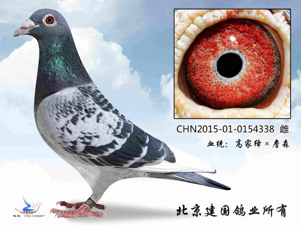 信鸽在线拍卖平台 - 中国信鸽信息网