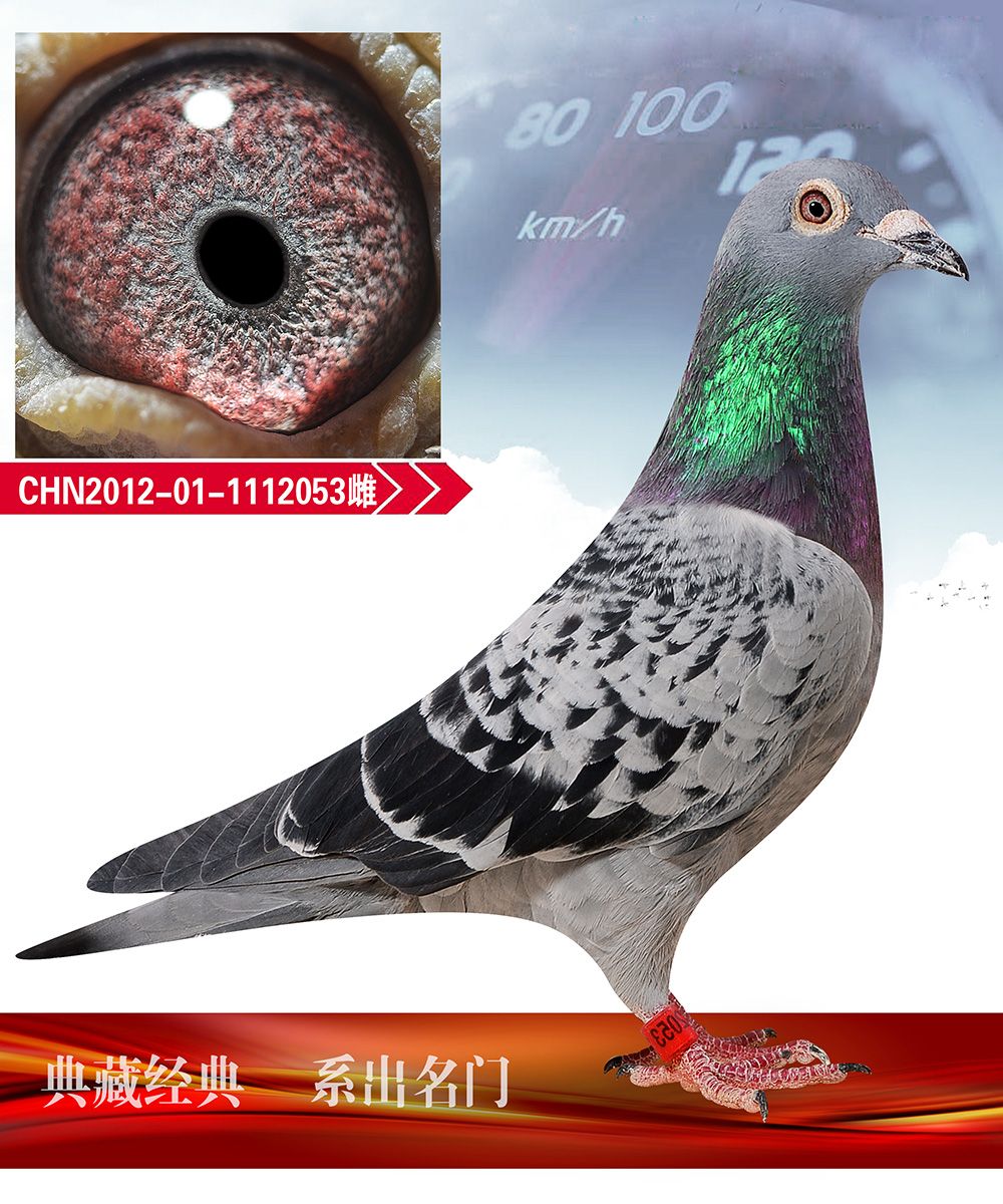 信鸽在线拍卖平台 - 中国信鸽信息网