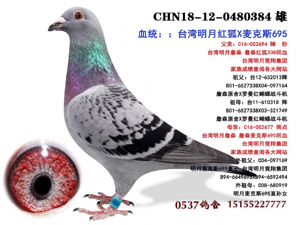 铭 鸽  新鸽上架  推荐铭鸽  定价鸽  信鸽拍卖 黄金配对   网上展厅