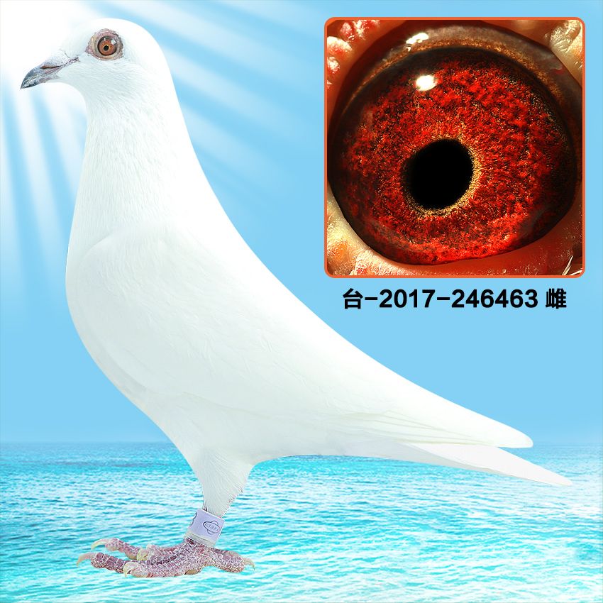 信鸽在线拍卖平台 - 中国信鸽信息网