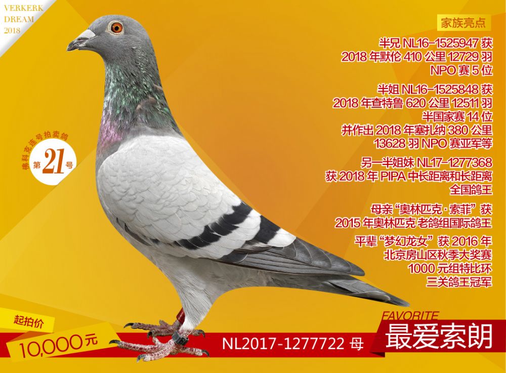 信鸽在线拍卖平台 - 中国信鸽信息网