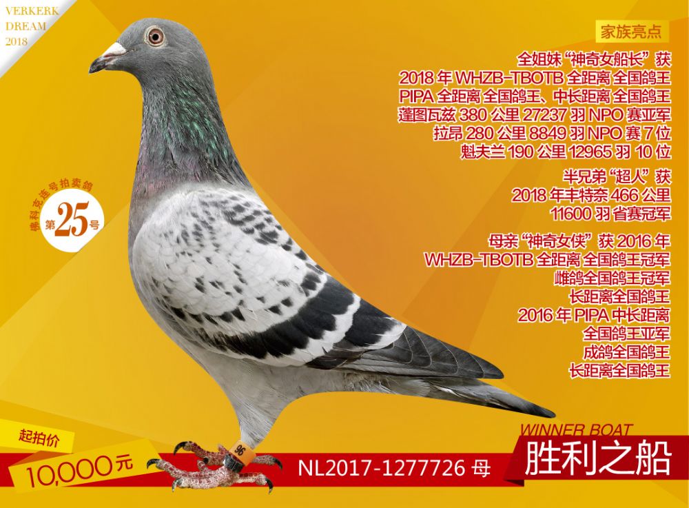 佛科克25号拍卖鸽