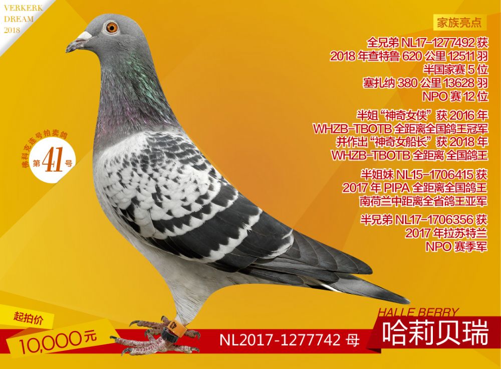 佛科克41号拍卖鸽