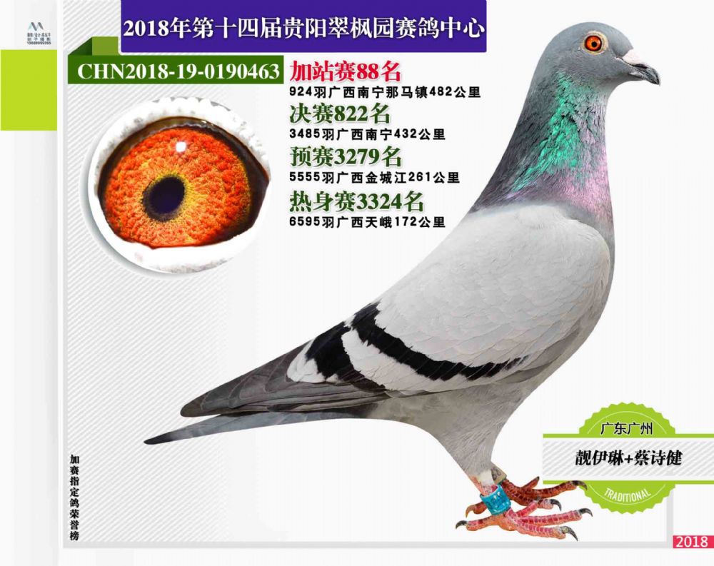 信鸽在线拍卖平台 - 中国信鸽信息网