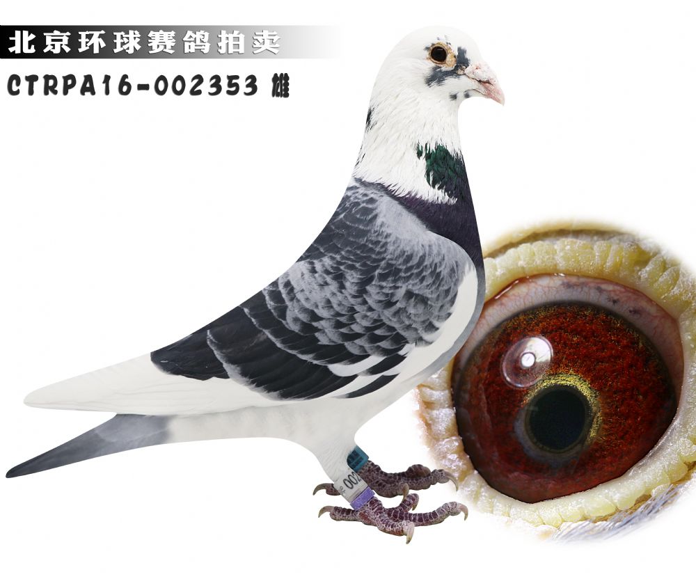 信鸽在线拍卖平台 - 中国信鸽信息网