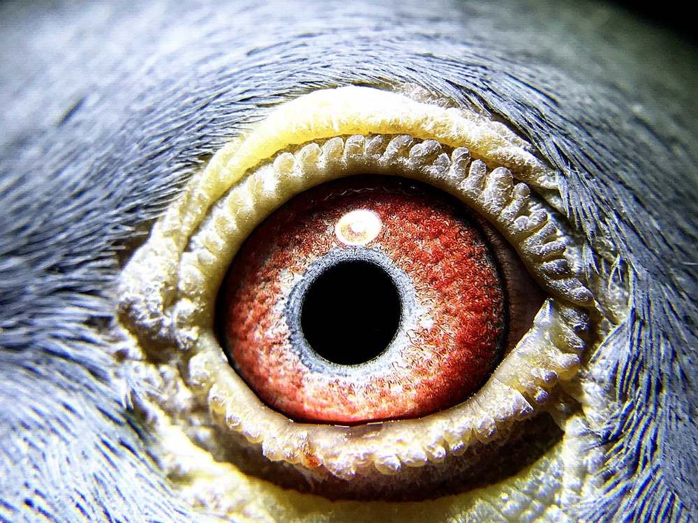 >> 查看拍卖商品