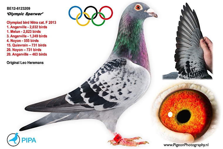 信鸽在线拍卖平台 - 中国信鸽信息网