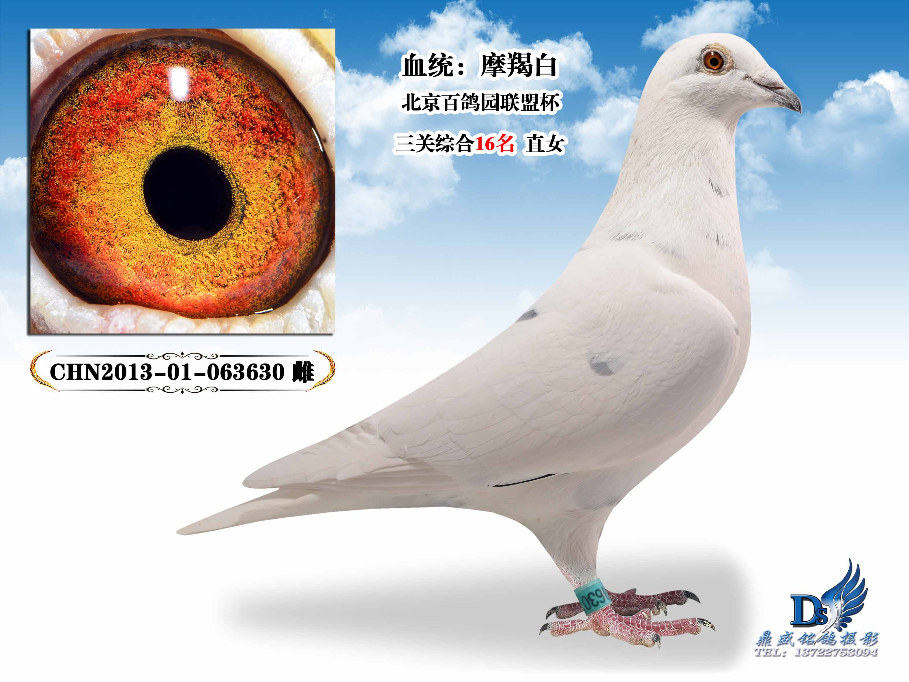 信鸽在线拍卖平台 - 中国信鸽信息网