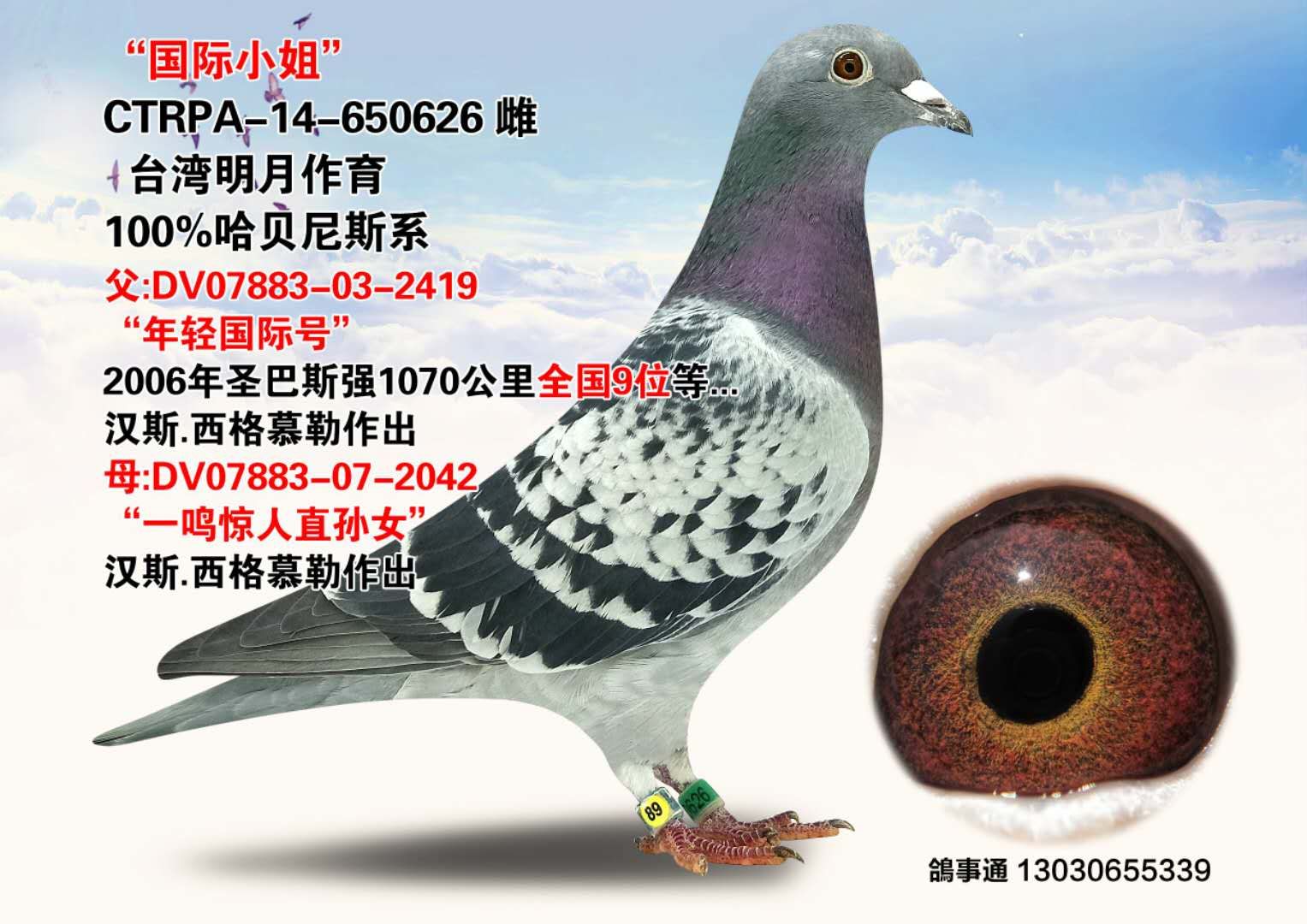 信鸽在线拍卖平台 - 中国信鸽信息网