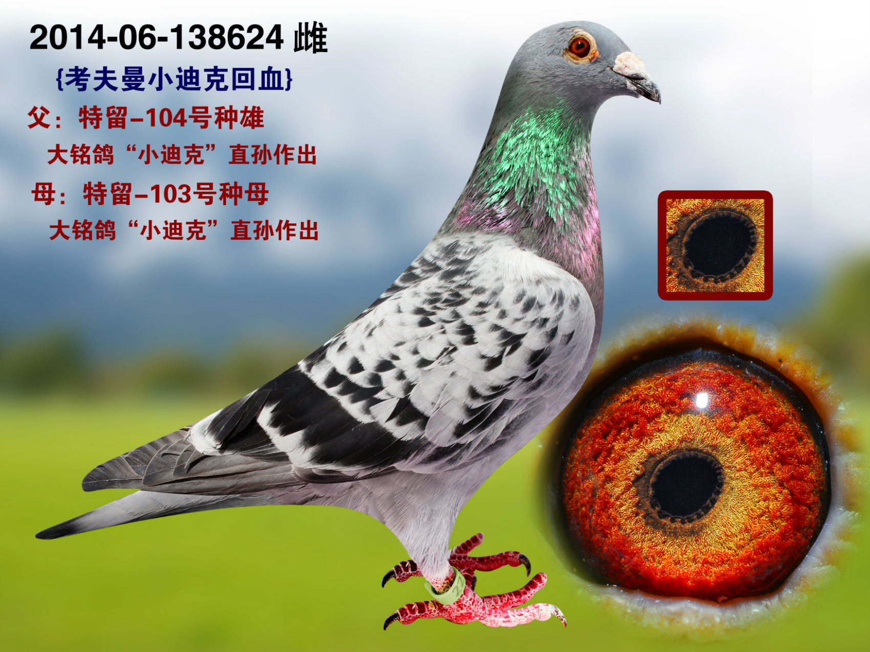 信鸽在线拍卖平台 - 中国信鸽信息网