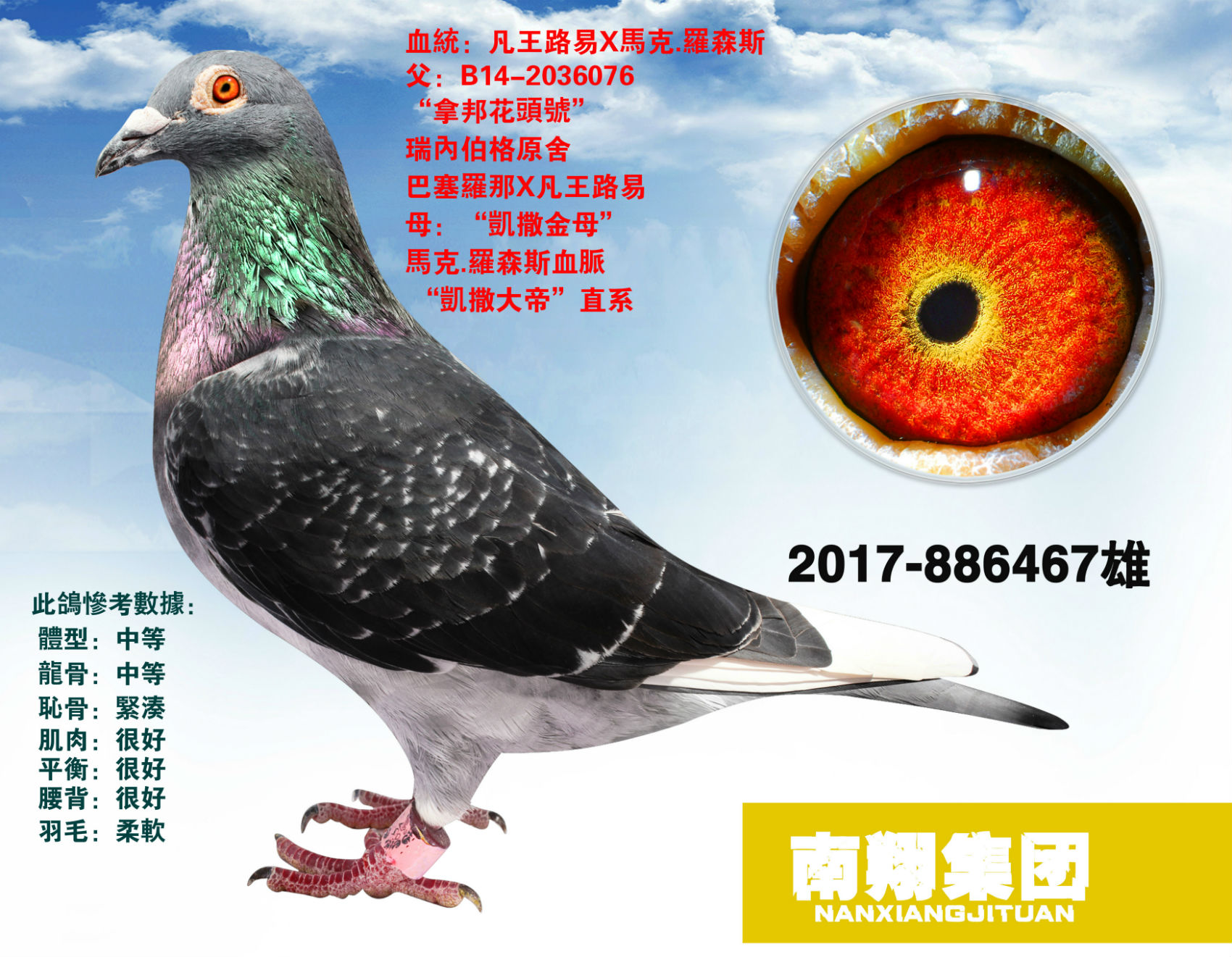 信鸽在线拍卖平台 - 中国信鸽信息网