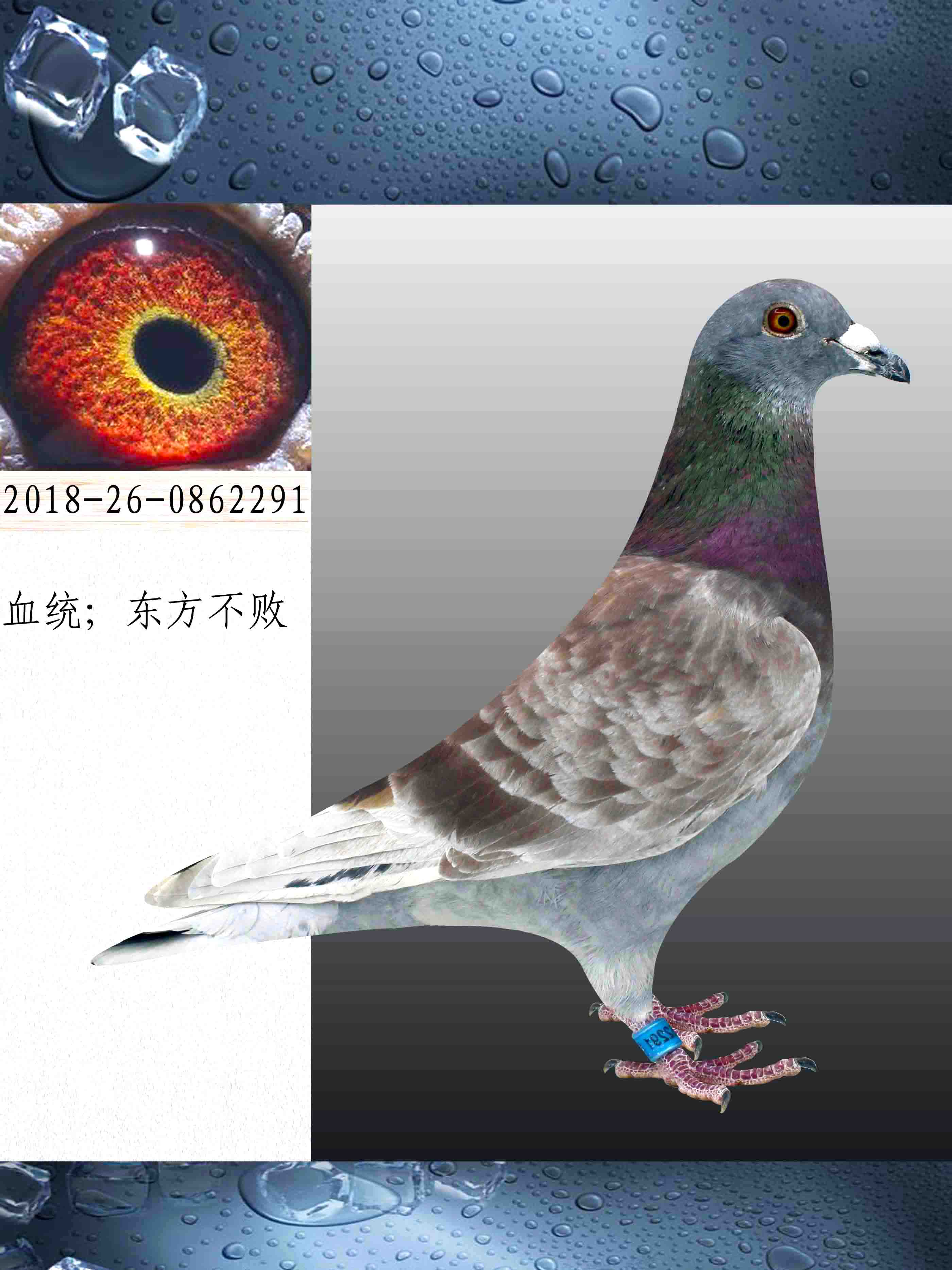 信鸽在线拍卖平台 - 中国信鸽信息网