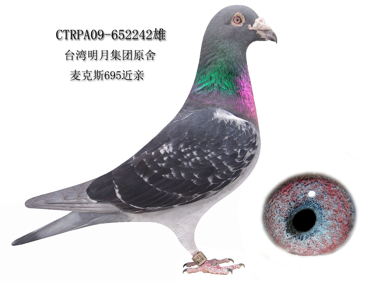 >> 查看拍卖商品