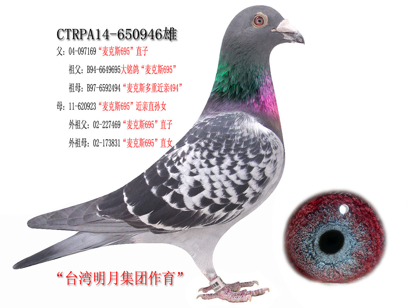 台湾明月集团种鸽图片图片