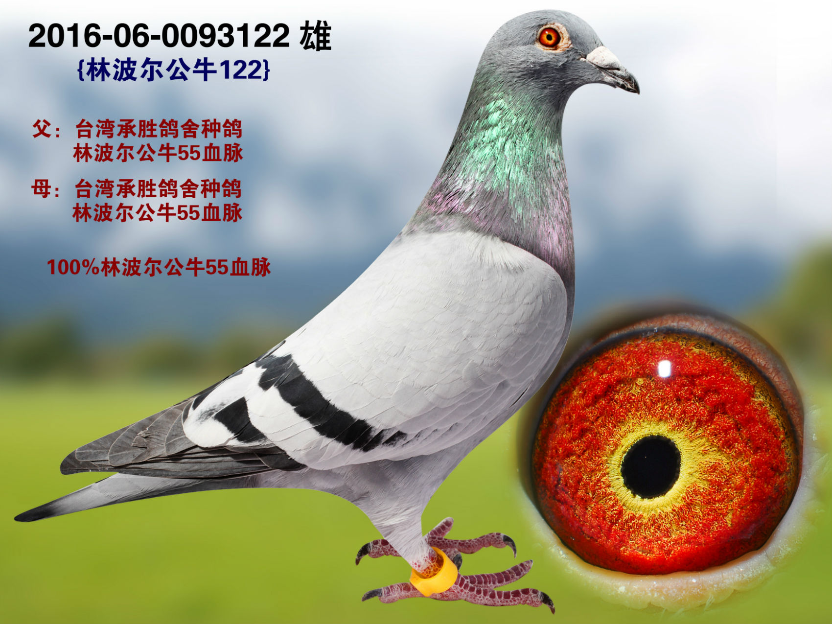 >> 查看拍卖商品